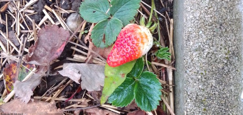 Erdbeere_Ende_Oktober.jpg