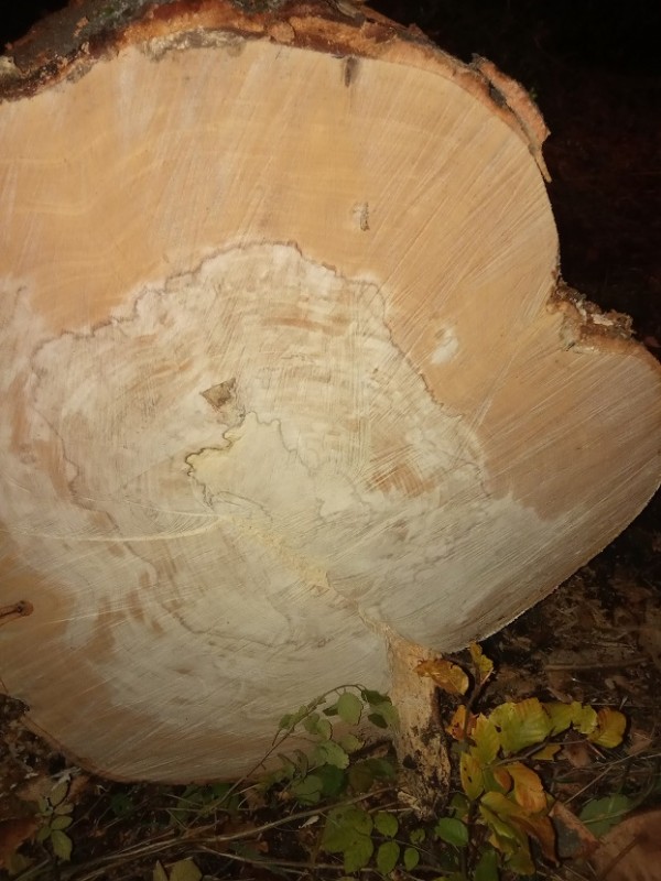 IMG_20191111_172346 kleiner.jpg