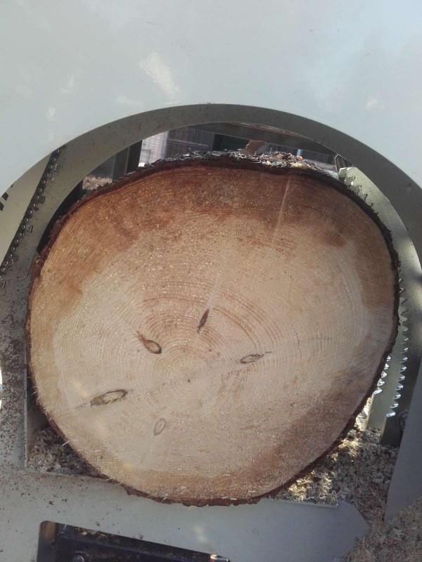 2019-07-10 36cm 1.jpg