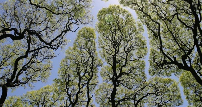 2020-04-08 01_08_20-Crown Shyness_ Der Grund, warum Baumkronen sich nicht berühren _ TRAVELBOOK.jpg