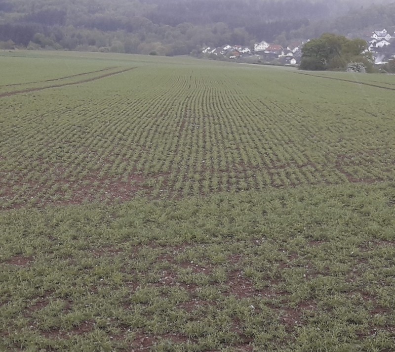 O-Libbach 2.5 (2).jpg