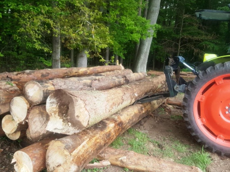 21, Stamm angelupft Kompr.jpg