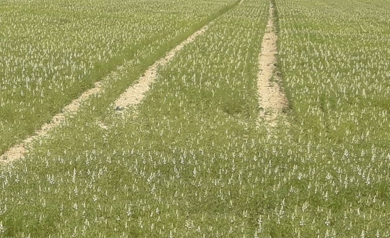 O.-Libbach 3.6 (2).jpg