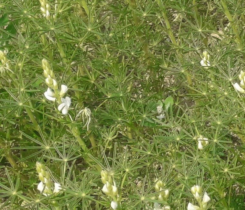 O.-Libbach 3.6 (1).jpg