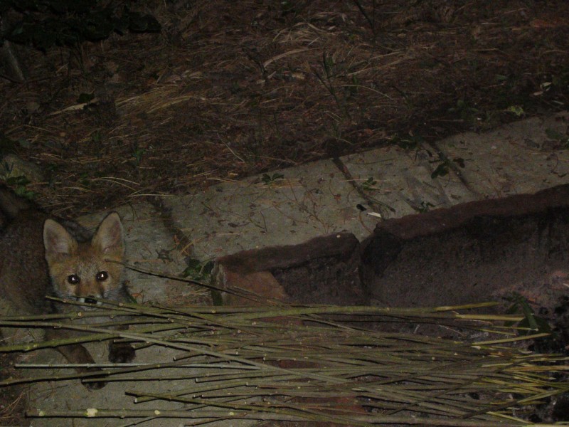 Fuchs am Feuerplatz.jpg