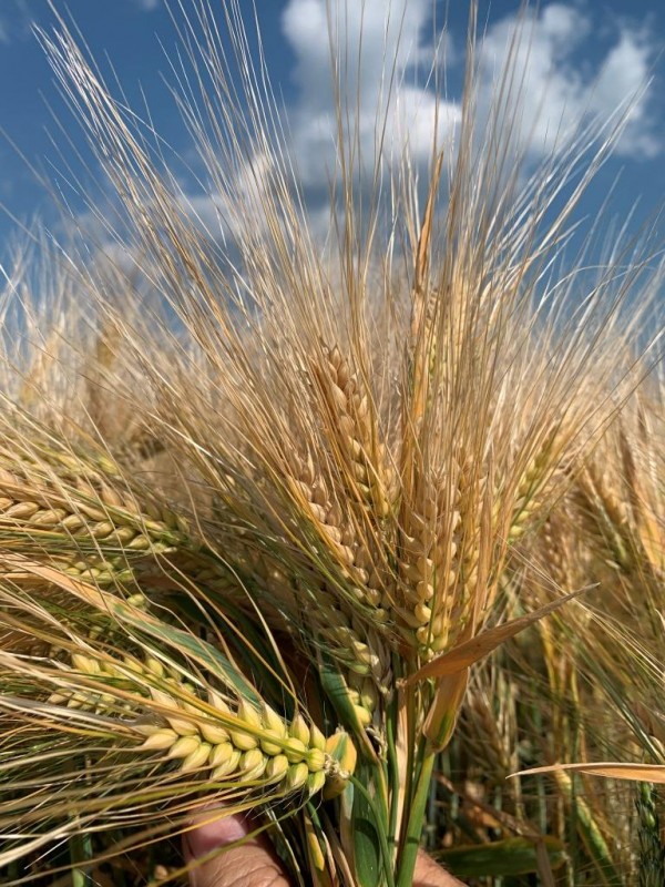 Highlight 14.6.2020.JPG