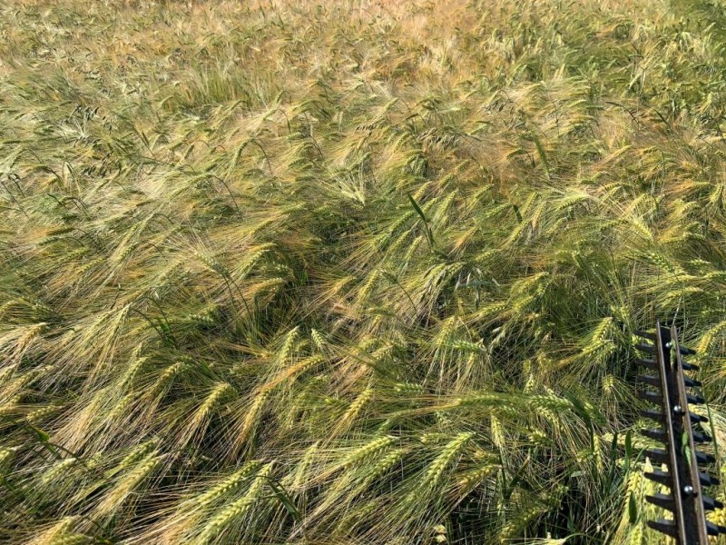 Wintergerste Highlight 14.6.2020.JPG