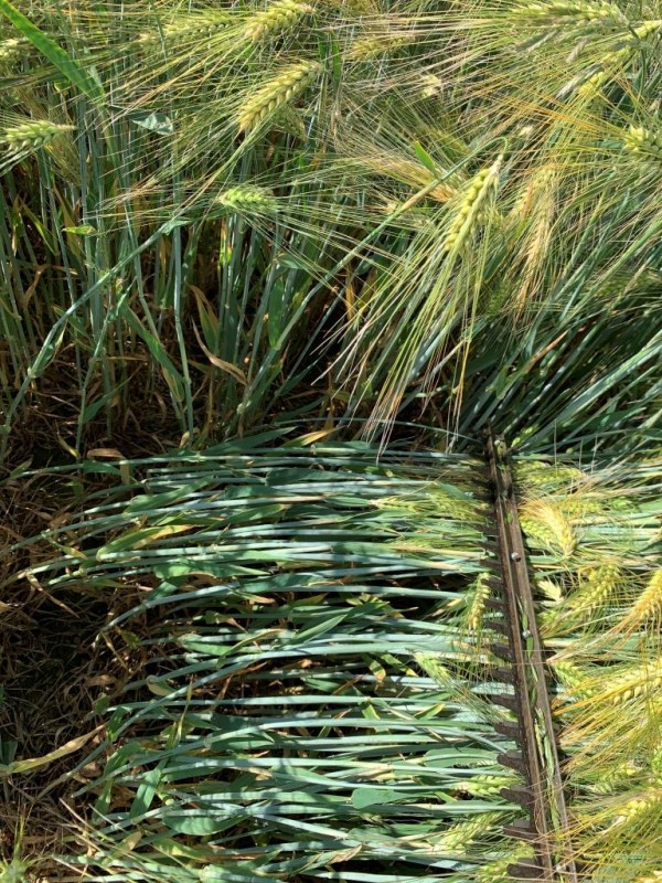 Highlight Mitte Juni 2020.JPG