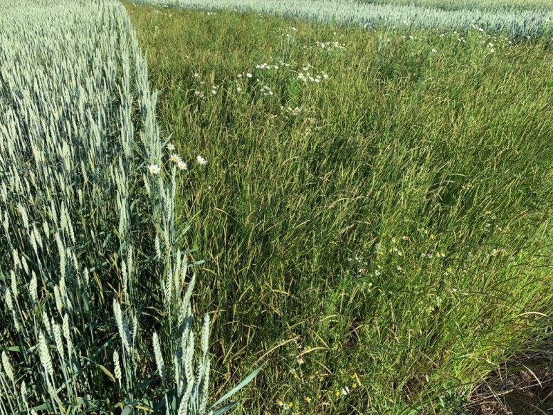 Bio Ackerfuchsschwanz 2020 Franken.JPG