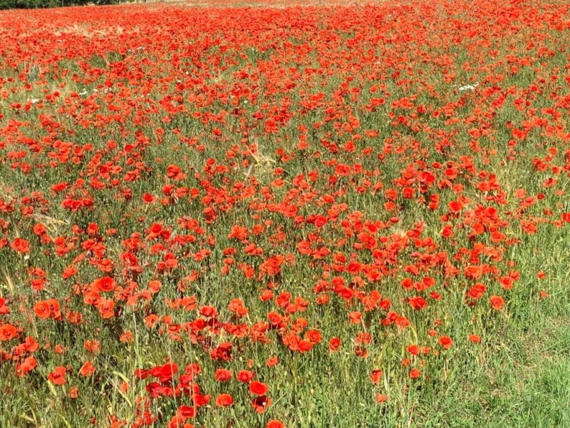 Klatschmohn in Bio-Wintergerste.JPG