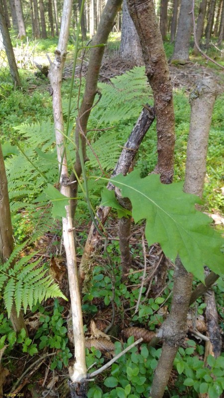 verbissene_Eiche_IMG_20200521_121923[1_50].jpg