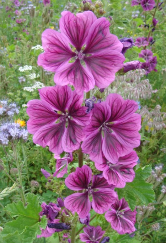 Wilde Malve Wini.JPG