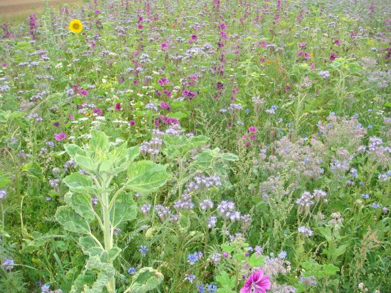 Winis Blühacker 2020.JPG