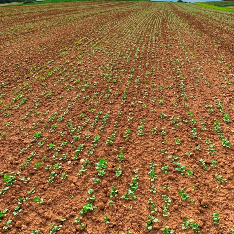 Pflug-Raps Wini 4.9.2020.JPG