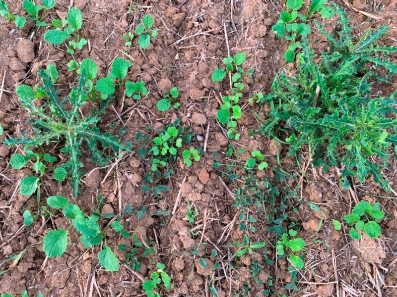 Gruß vom Bio-Nachbarn.JPG