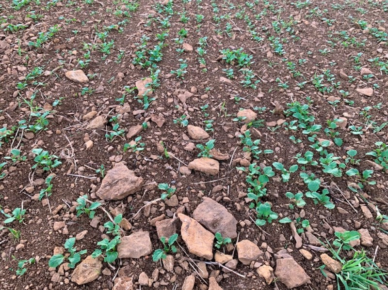 Steine bringen Glück.JPG