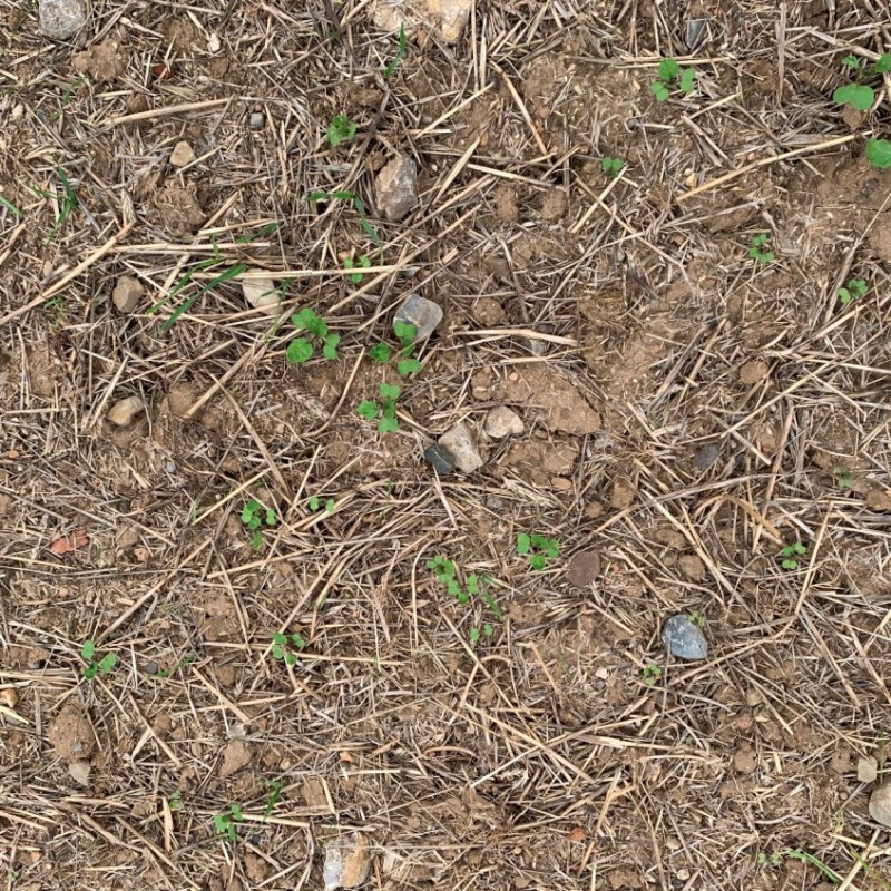 Grubber-Raps 4.9.2020.JPG