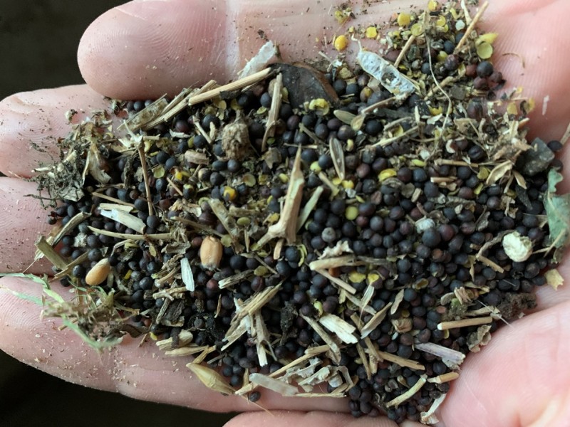 Nachbau Linienraps Arabella vor dem Sieben.JPG