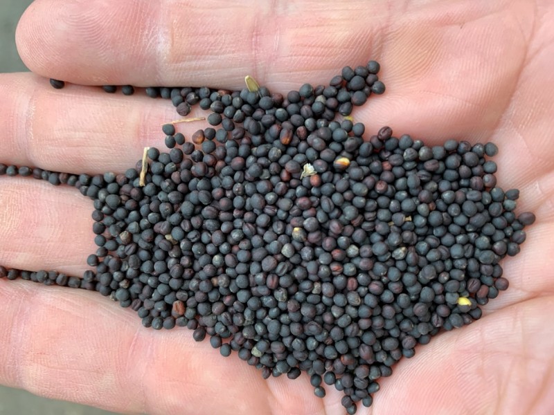 Nachbau Linienraps Arabella nach dem Sieben.JPG