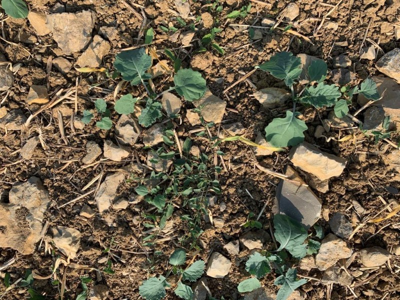 Gemeine spreizende Melde.JPG