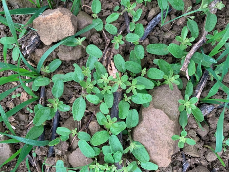 Unkraut im Weizen.JPG