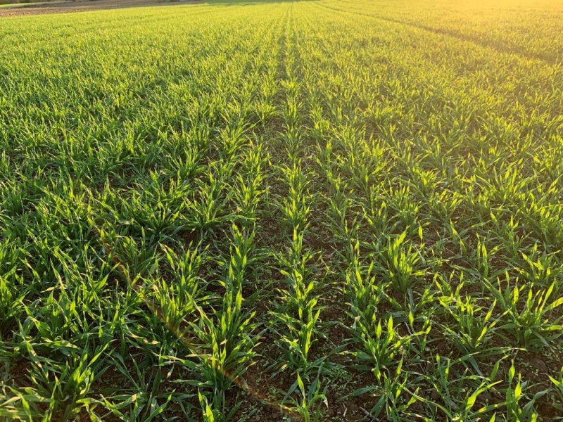 Wintergerste Highlight 31.10.20.JPG