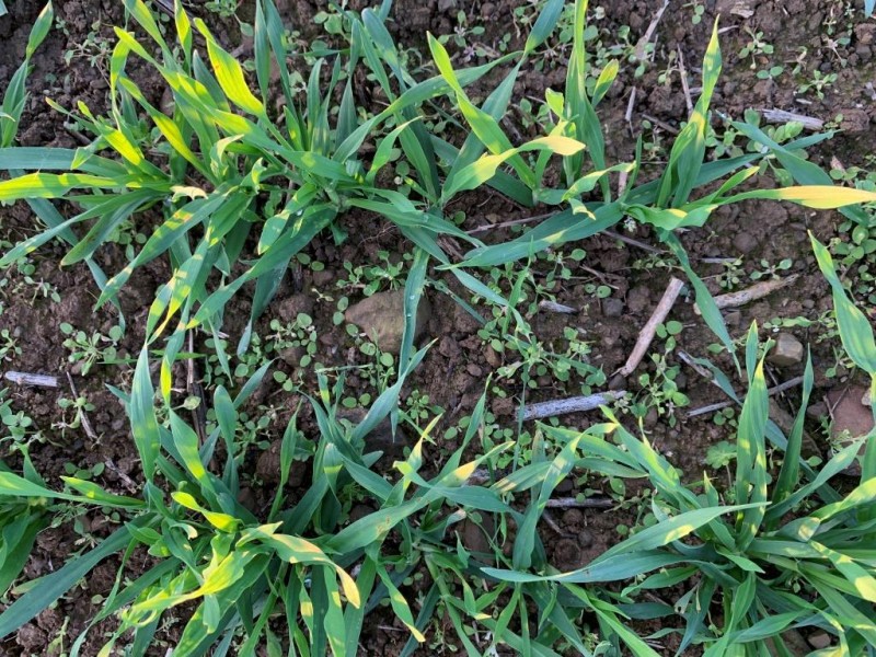 Wintergerste Unkrautbesatz auf Raps-Vorfrucht 31.10.20.JPG