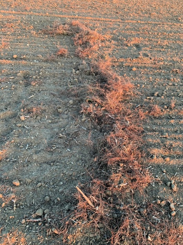 Knöterich und Windenreste auf Raps-Vorfrucht.JPG