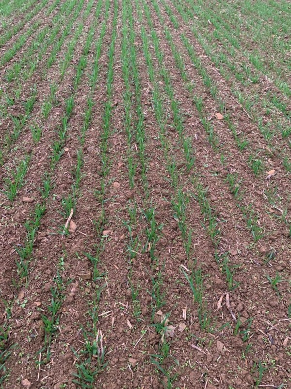 Winterweizen Elixer.JPG