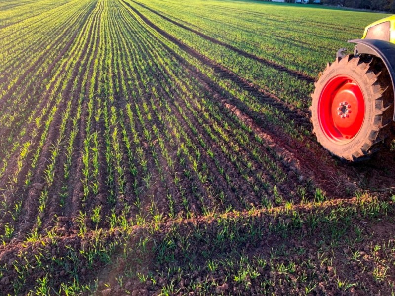 Elixer in der Abendsonne.JPG