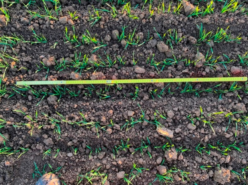 Elixer 60 Mann auf einem Meter.JPG