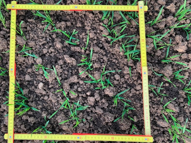 Wini Elixer 480 Keimlinge auf 1m².JPG