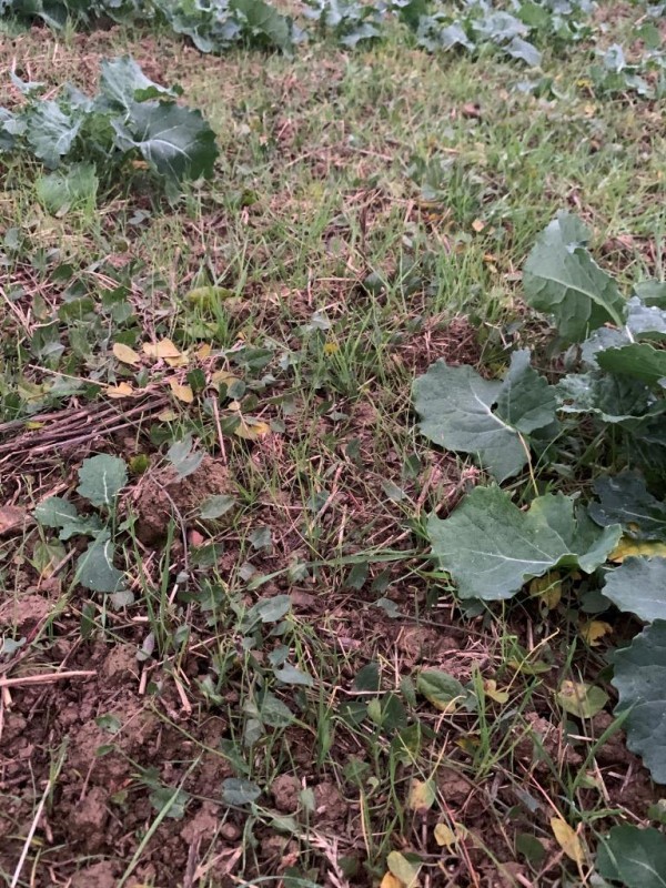 Grubber-Raps und AFS 2.0.JPG