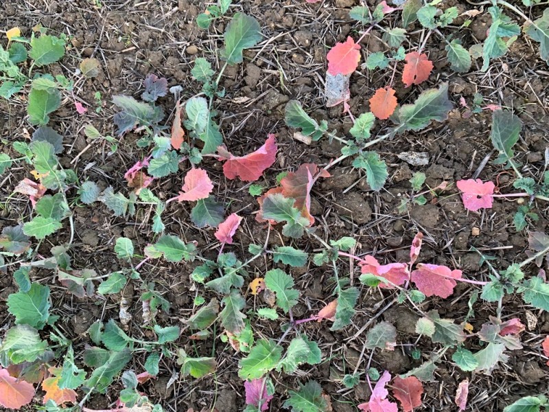 N-Mangel WInterraps Rotes Gebiet Unterfranken.JPG