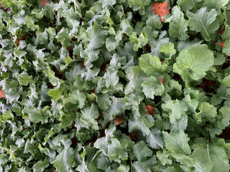 Wini Linien-Raps Arabella 4.11.20.JPG