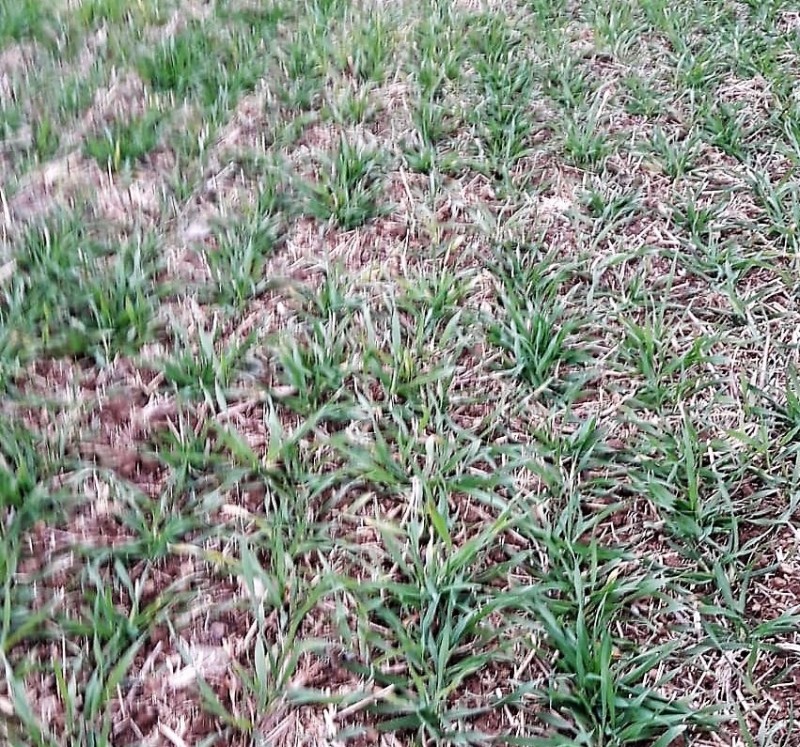 W-Gerste nah (1).jpg