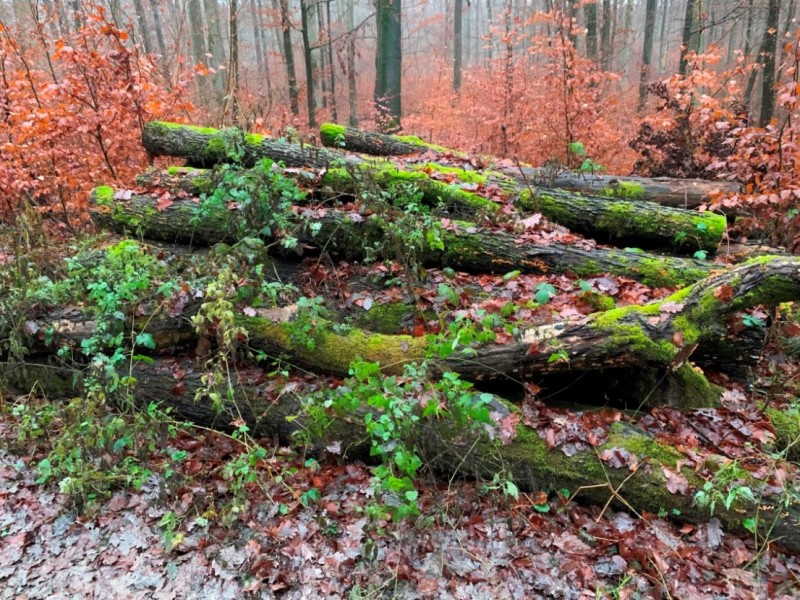 Polterholz Eiche Frontansicht.JPG