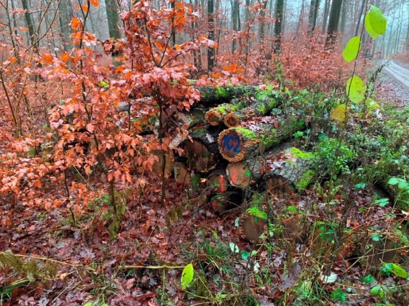 Polterholz Eiche Seitenansicht.JPG