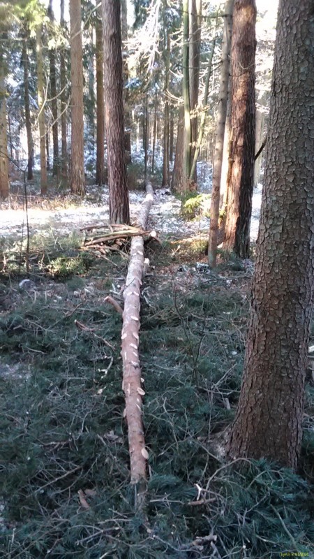 Kiefer_IMG_20210113_120649.jpg