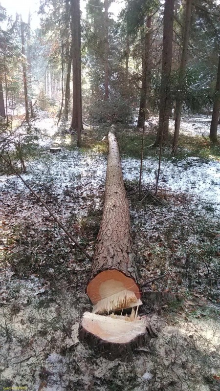 Forchn_IMG_20210119_115458.jpg
