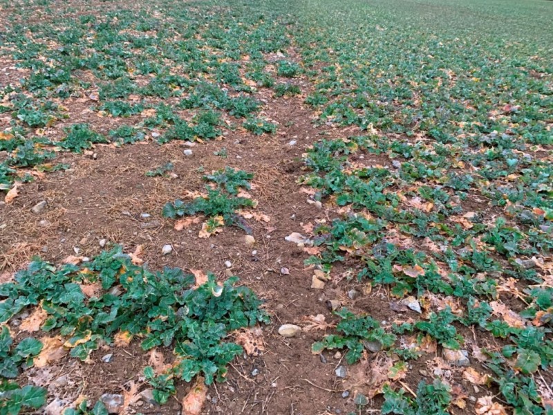 Grupper Raps Pflug Raps.JPG