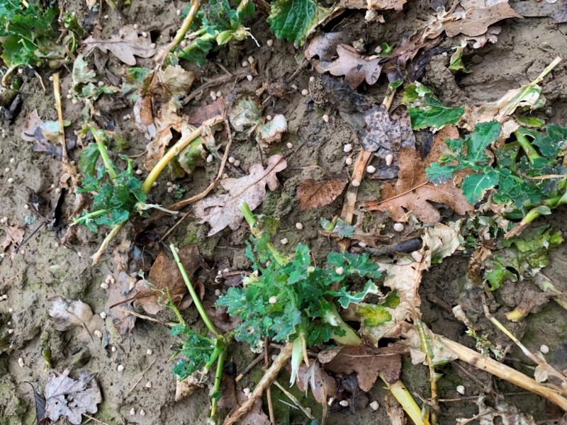 Raps von Rehen abgefressen.JPG