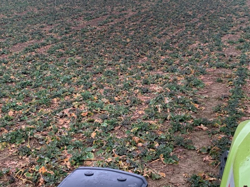 Winis Linienraps.JPG