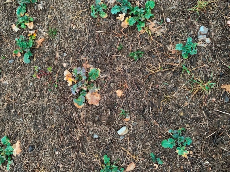 Grupper-Raps mit Stroh Unkraut und Ungras 26.2.21.JPG