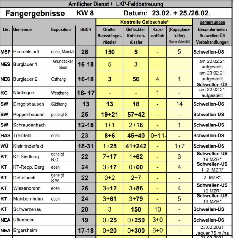 Raps Rüssler Fänge Franken KW8.JPG
