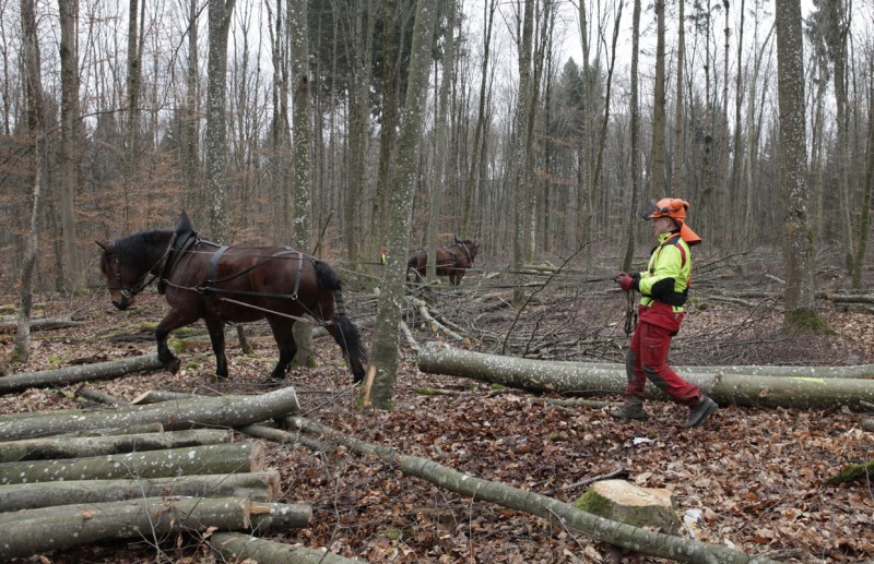 Wald 8 klein.jpg