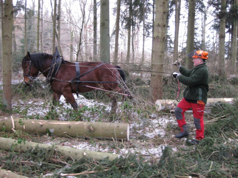 Rückepferd.JPG