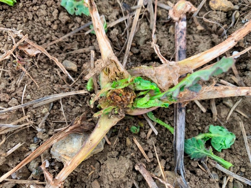 Grubber-Raps mit Larvenfraß.JPG