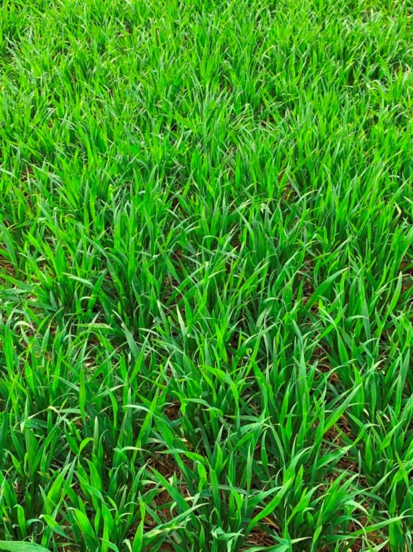 Elixer Anfang April 2021.JPG