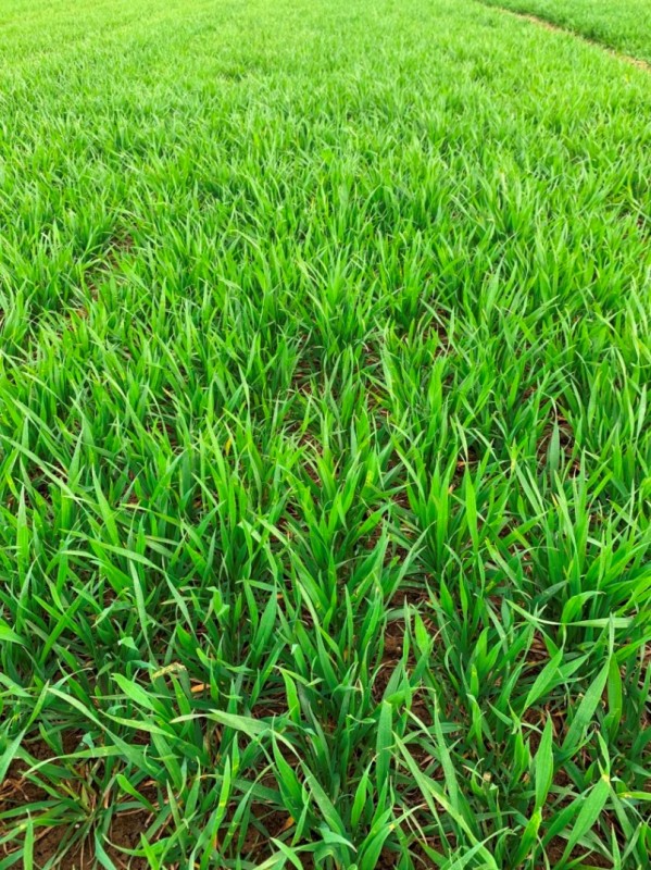 Wunderweizen Elixer Anfang April 2021.JPG